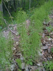 Equisetum pratense image