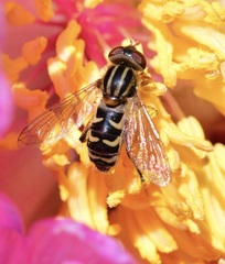 Anasimyia anausis