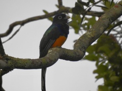 Trogon viridis