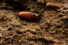 Corticeus