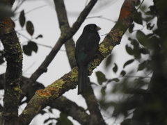 Trogon viridis