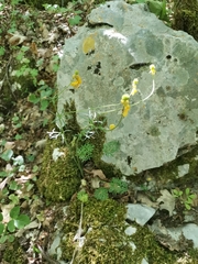 Ranunculus millefoliatus