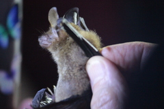 Bauerus dubiaquercus