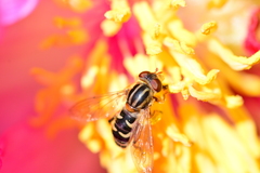 Anasimyia anausis
