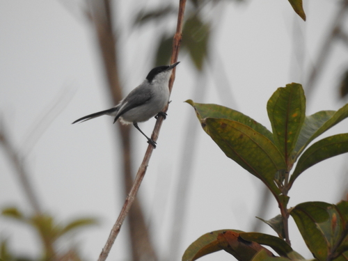 Subspecies Polioptila plumbea plumbiceps · iNaturalist