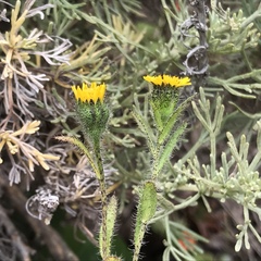 Layia hieracioides
