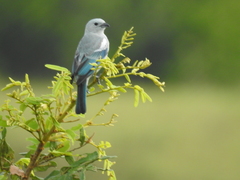 Thraupis episcopus leucoptera