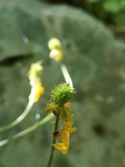 Ranunculus millefoliatus