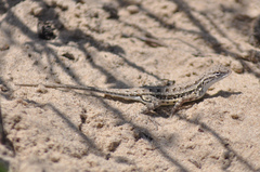 Holbrookia propinqua