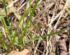 Enallagma durum