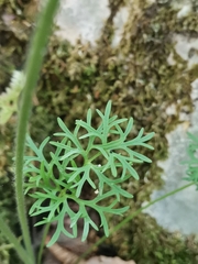 Ranunculus millefoliatus