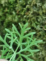 Ranunculus millefoliatus