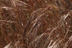 Bromus