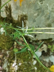 Ranunculus millefoliatus