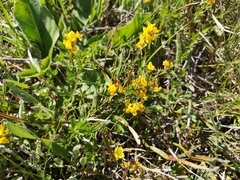 Genista pilosa