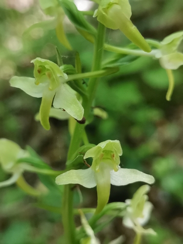 vemenník zelenkastý (Platanthera chlorantha)