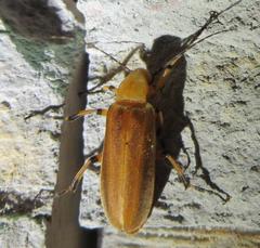 Pseudozonitis pallidus