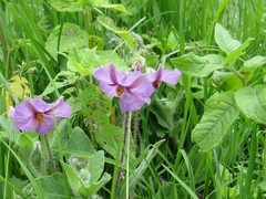 Lycianthes moziniana