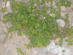 Potentilla reptans
