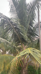 Cocos nucifera
