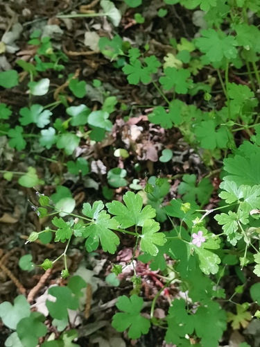 pakost lesklý (Geranium lucidum)