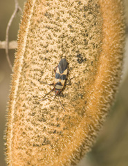 Oncopeltus unifasciatellus