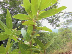 Quercus duratifolia
