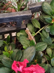 Anolis sericeus