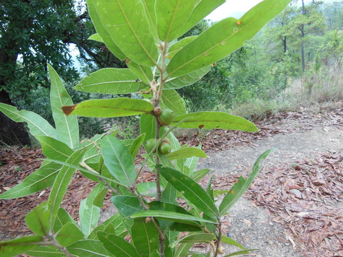 Quercus acherdophylla