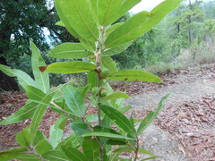 Quercus duratifolia