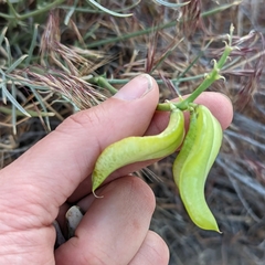 Astragalus pterocarpus
