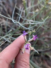 Astragalus pterocarpus