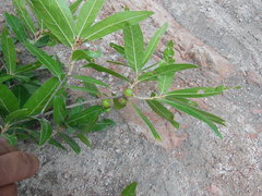 Quercus duratifolia