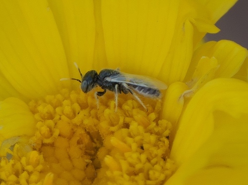 Lovely-horned Fairy Bee