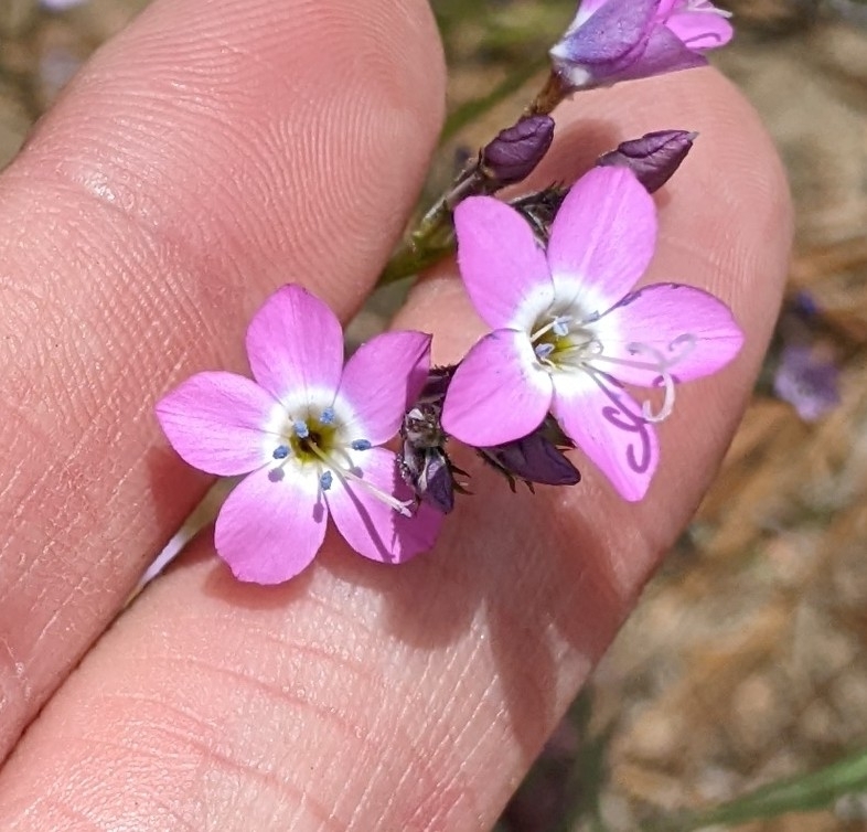 Gilia leptantha ssp. purpusii