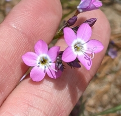 Gilia leptantha purpusii