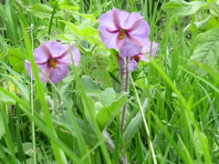 Lycianthes moziniana