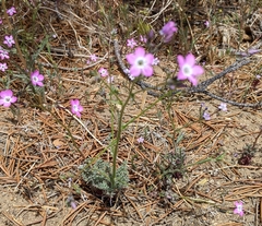 Gilia leptantha purpusii