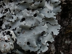 Parmelina carporrhizans
