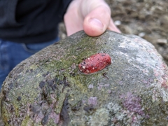Lissothuria nutriens