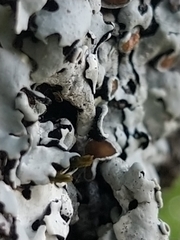Parmelina carporrhizans