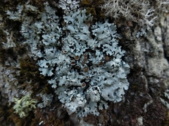 Parmelina carporrhizans