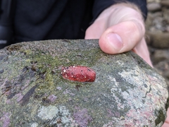 Lissothuria nutriens