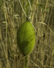 Amphilophium