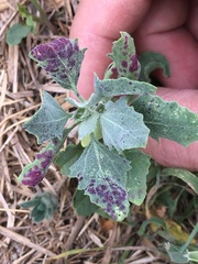 Norvellina chenopodii