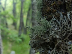 Usnea esperantiana