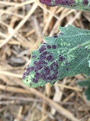 Norvellina chenopodii