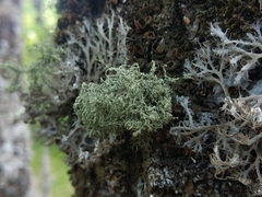 Usnea esperantiana