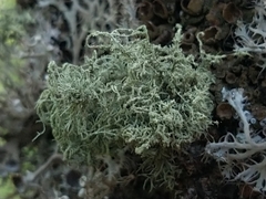 Usnea esperantiana