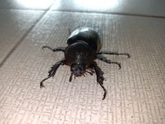 Xylotrupes gideon